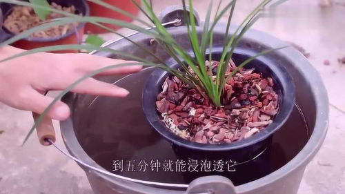 兰花浸盆法浇水安全吗？喷壶浇水技巧对兰花生长有影响吗