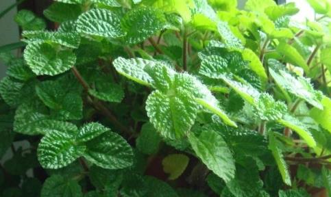 丙环唑——植物生长的神秘调色师