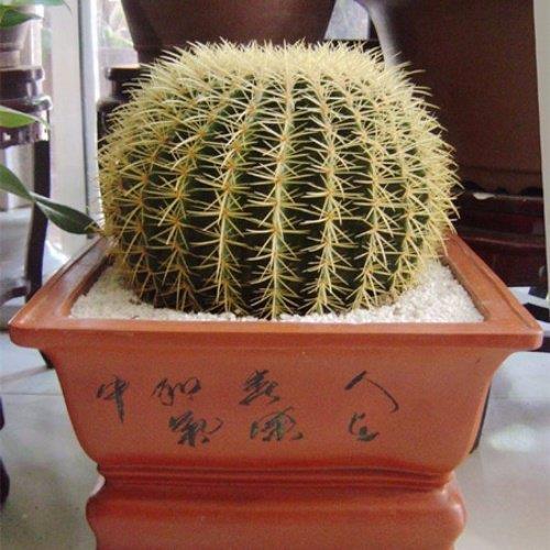 仙人球的神秘力量究竟体现在哪些方面