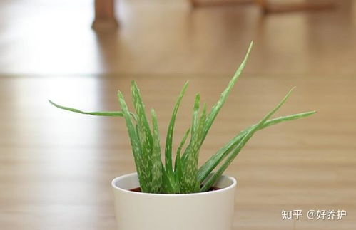 卧室放什么植物最好？这几种植物让你睡得香