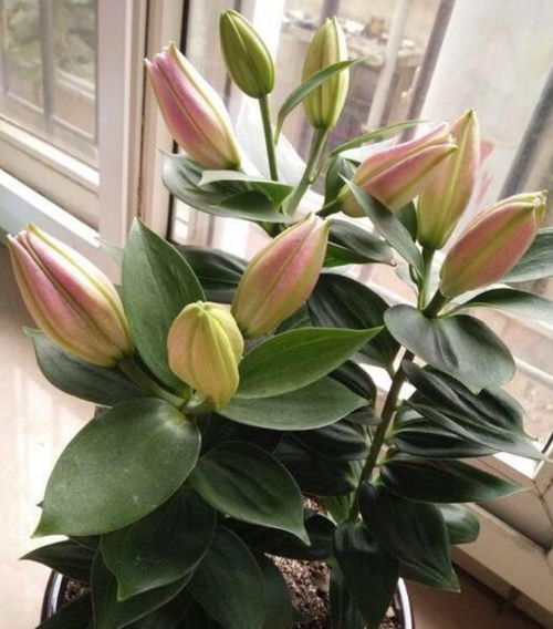 百合花怎么养？如何让它们在室内绽放