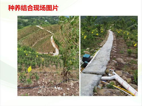 发酵床建设：垫料发酵、生物发酵、有机物发酵