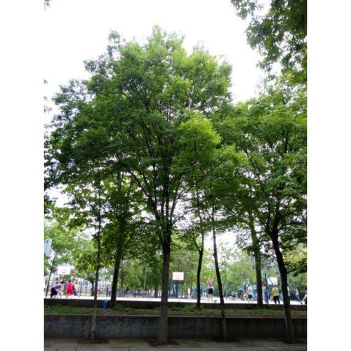 五角枫， 14cm直径的价格