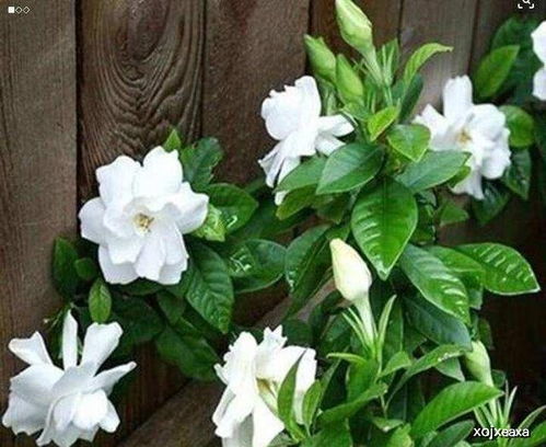 音乐与生长的奇妙关系