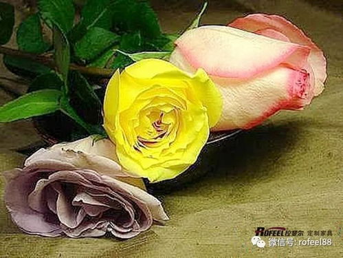 第三步：保存干花， 随时欣赏