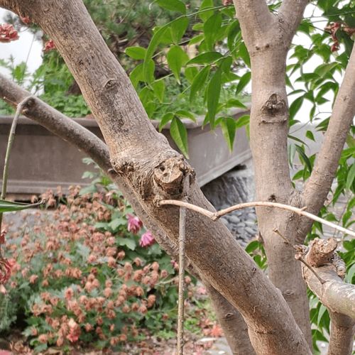 叶子和枝干？原来是这样