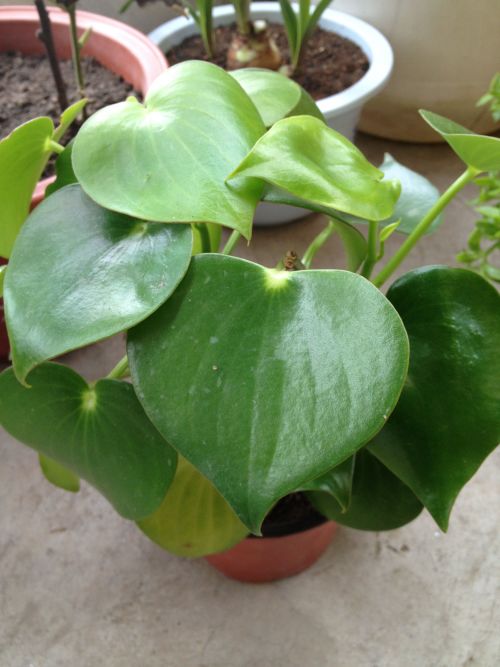 这种叶子嫩食用吗？