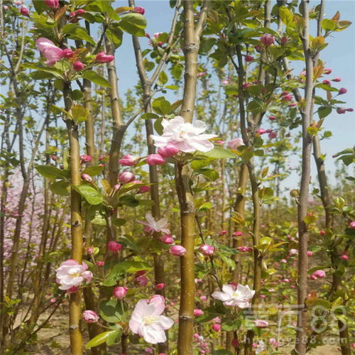 外形特点和品种类别