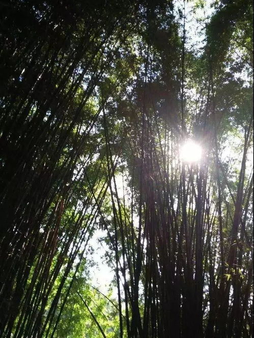 “转运竹耐晒吗？晒太阳养护攻略”