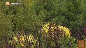 侧柏：四季常绿的守护者