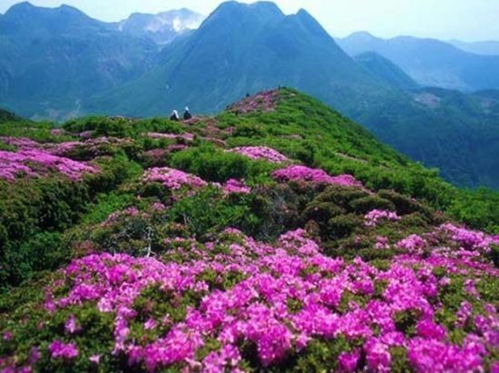 二、 三大花王景区，四季美景等你来