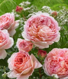 月季品种千千万，香韵浓郁有几款？