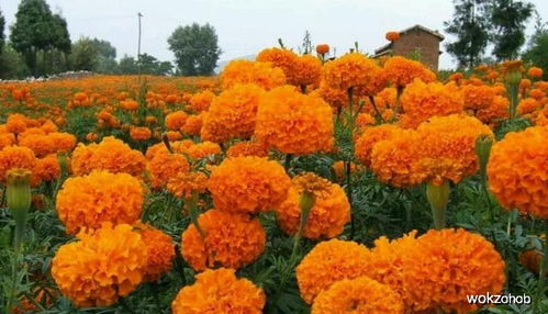 万寿菊：驱蚊又美观的神奇花朵