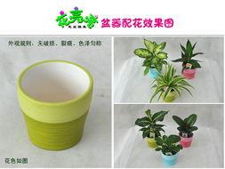 自制花盆， 个性满满