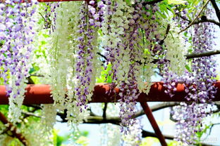 紫藤架——如何搭建成既美观又实用的样子