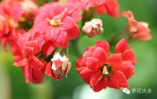 风雨兰：雨后开花