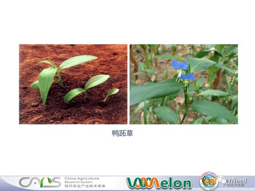 香瓜除草剂配方大盘点：哪种Zui适合香瓜苗期杂草？