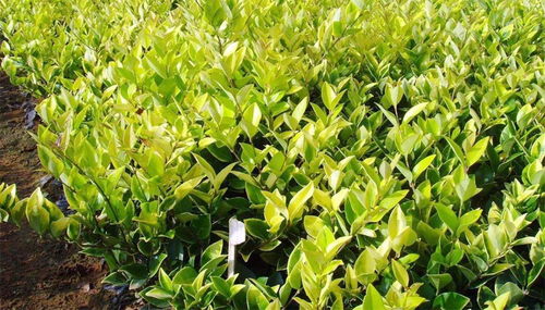 金森女贞，那个金贵的植物