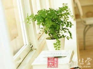 植物叶片上的灰尘，到底需不需要清理？