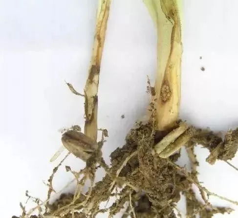 咯菌腈沾根用法的作物平安性解析