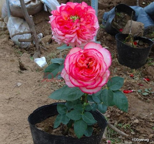 缺钾：叶子黄， 边缘焦