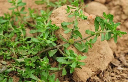 公路护坡， 草籽选择