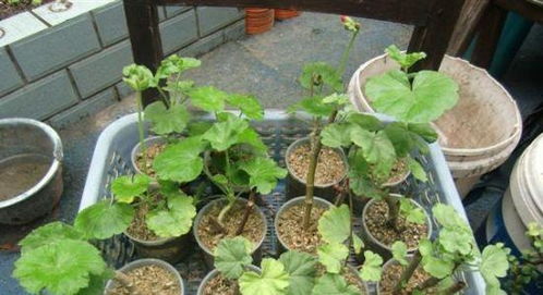 百香果扦插时如何选择合适的枝条和生根激素以提高成活率
