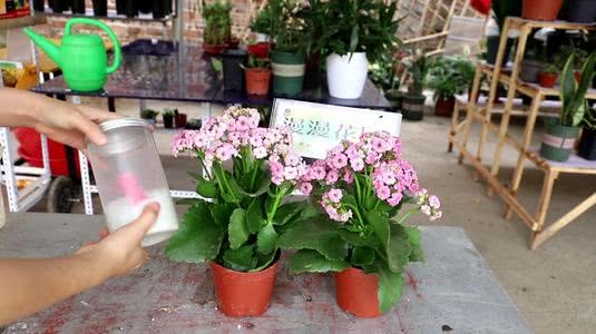 茶水浇花？这样做会毁掉花吗