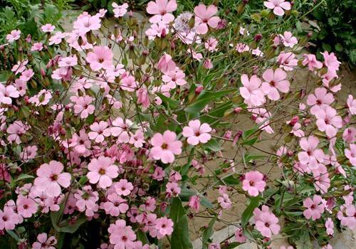 耐寒花卉的坚韧生命