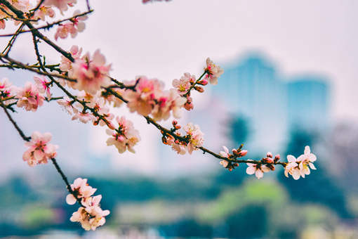 盆栽桃花栽种管理要点：掌握土壤、光照、浇水等基本要素