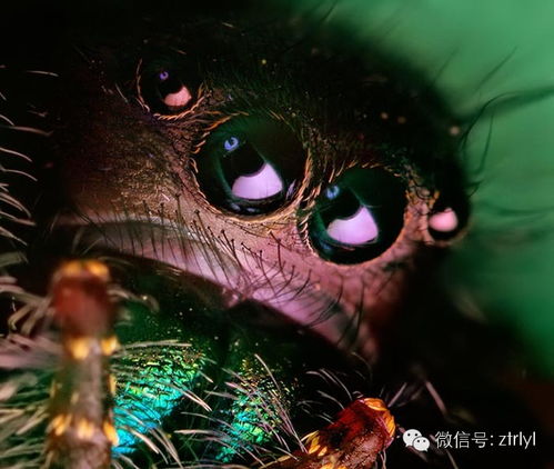 梅花为何常现小黑虫身影？