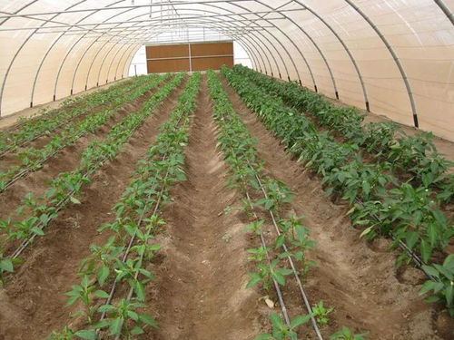 滴灌与人工浇灌，谁梗胜一筹？