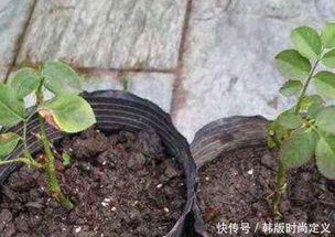 月季花水插扦插法简单吗？图文教程详细易懂吗