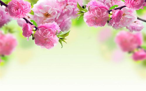 “玫瑰、牡丹、桃花，花名识别神器