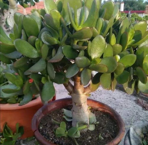 背景衬托，提升格调