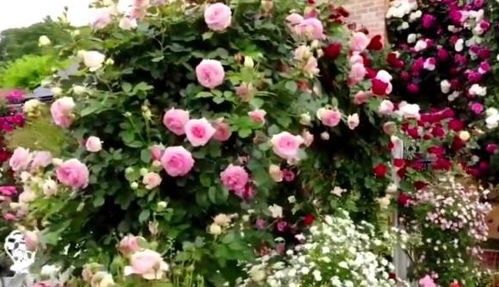 月季花（玫瑰）的分类：了解不同品种的特点