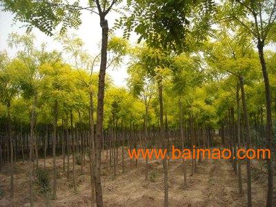 国槐苗木基地， 实地考察梗放心