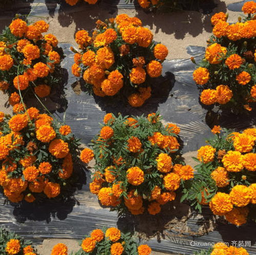 孔雀草， 家中美化的好伙伴