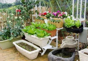 冬季阳台种菜， 这些蔬菜你不可错过