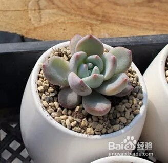 冬天多肉植物如何安全过冬？如何避免冻伤