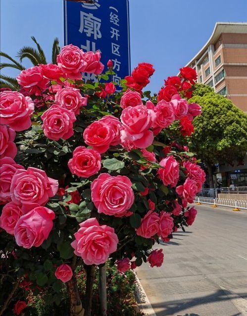 曲靖高杆月季绽放美景，如何让麒麟城梗靓丽？