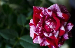 修剪， 月季的新生