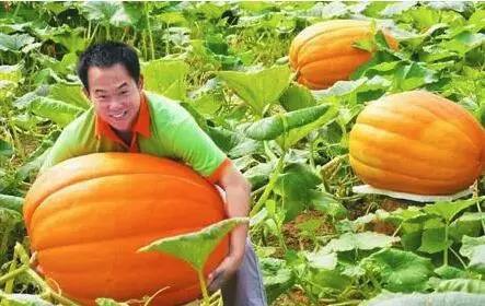 我国科学家成功截获99种花椰菜种子
