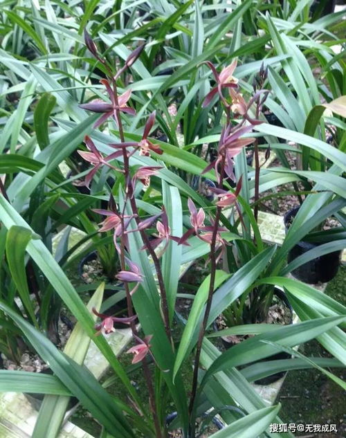 兰花的种植， 就像给心情浇水