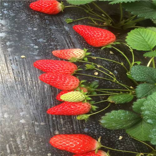 管理饮水：防范炭疽病的秘诀