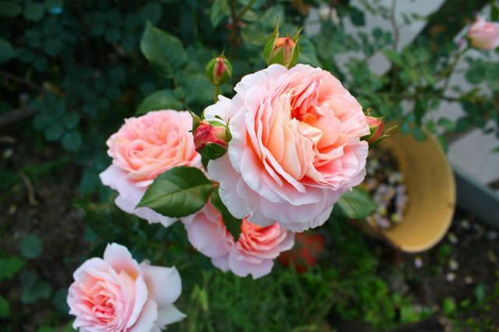 防治方法各异， 对症下药