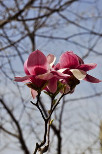 紫玉兰， 春日里的那抹紫韵