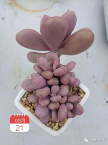 冬季养护桃蛋， 让它们温暖过冬