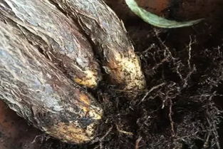百香果烂根是什么原因造成的，土壤积水过多会导致腐烂吗