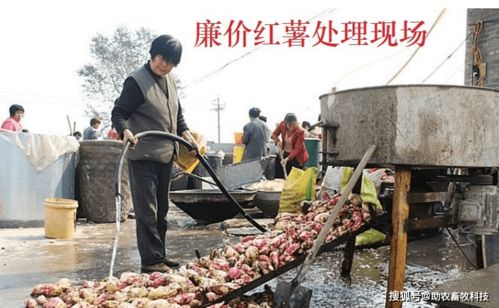 养猪场通常都是赊账购买饲料吗？一般是自己配制饲料还是购买成品饲料？